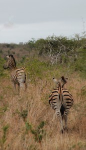 Zebras following each other