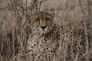 Gorgeous cheetah