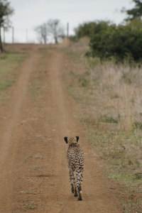 Cheetah heading out for a hunt