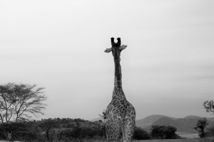 Giraffe horizon