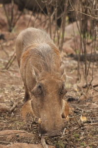 Warthog looking for some grubs