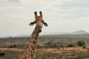 Giraffe looking like a model