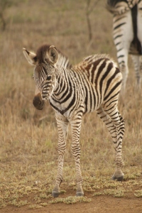 Zebra baby looking all cute