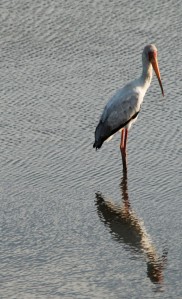 Stork n the water