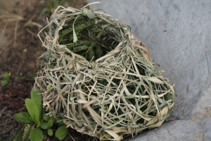 bird's nest that fell from a tree
