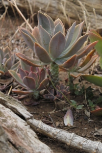 Cool little succulent plant