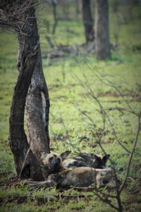 African Wild dog pack relaxing after their breakfast