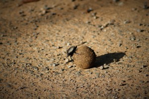 Dung beetle crossing the road with it's prize