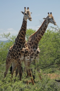Two male giraffes beginning to fight