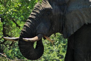Big elephant man eating