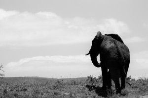 Baby elephant boy at the horizon