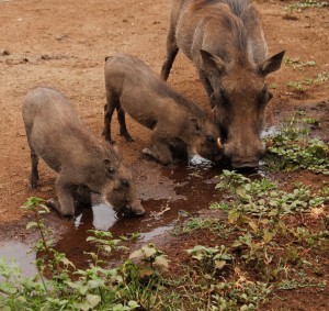Warthog family taking a drink
