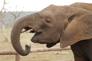 Baby elephant girl eating