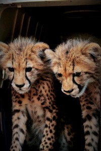 Baby cheetah boys