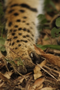 Serval paw