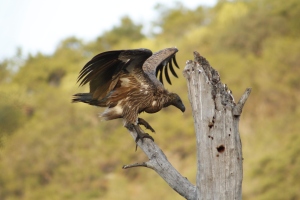 Vulture heading towards a carcass